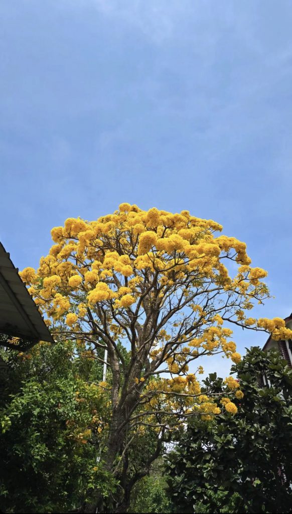 Bunga Tabebuya Kuning