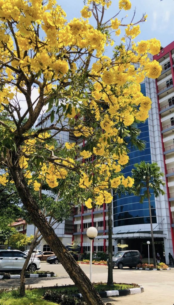 Pohon Tabebuya Kuning