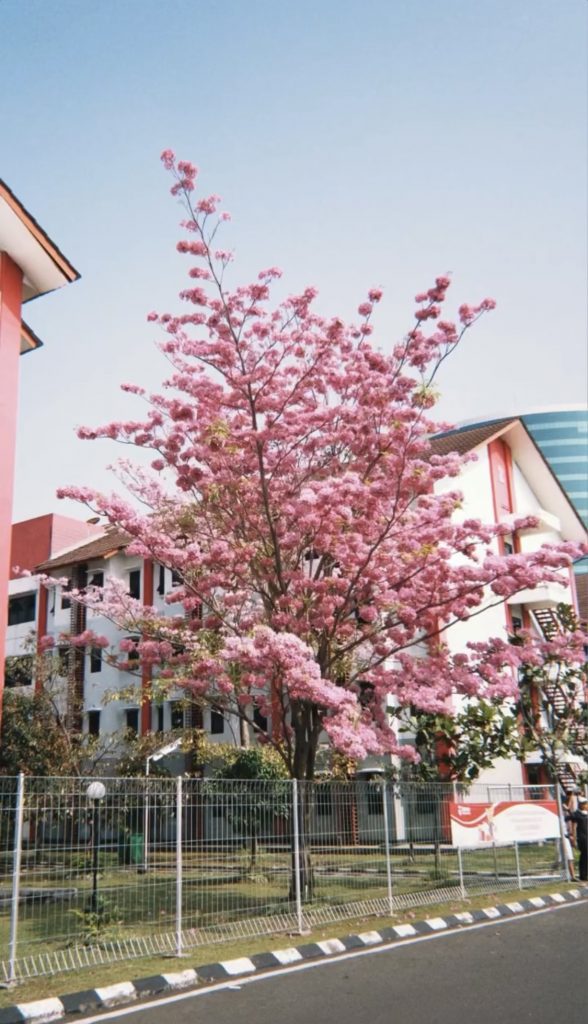 Pohon Tabebuya Pink