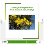 Tabebuya: Mengenal Asal-Usul, Manfaat dan Jenisnya