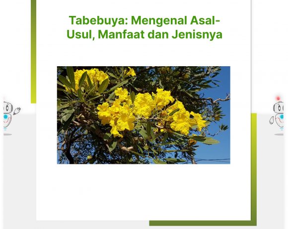 Tabebuya: Mengenal Asal-Usul, Manfaat dan Jenisnya