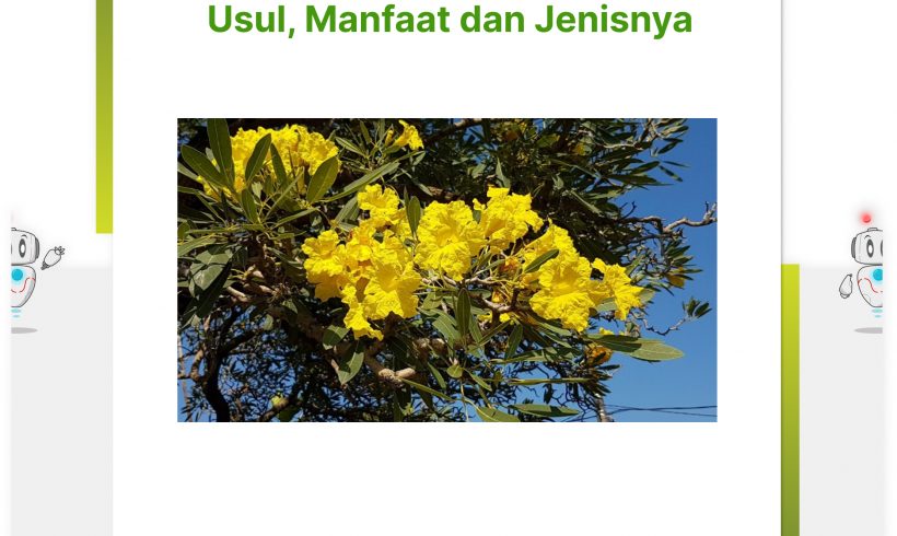 Tabebuya: Mengenal Asal-Usul, Manfaat dan Jenisnya