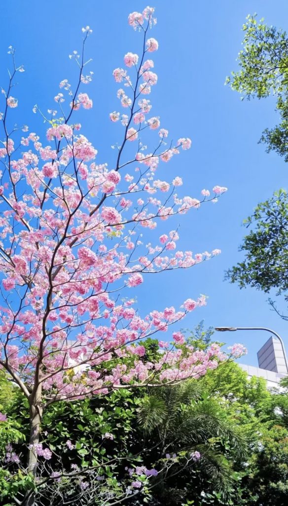 Tabebuia Pink