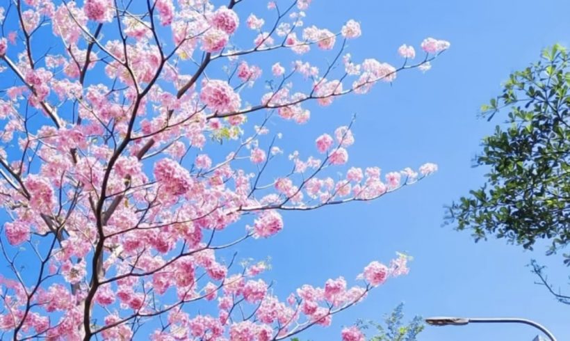 Tabebuia Tree: Beautify the Campus, Green the Earth